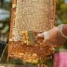 Забрус пчелиный, бурзянская пчела, 1000 мл